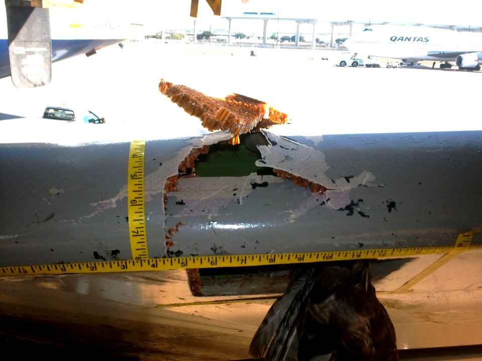 red tailed hawk birdstrike USDA WS