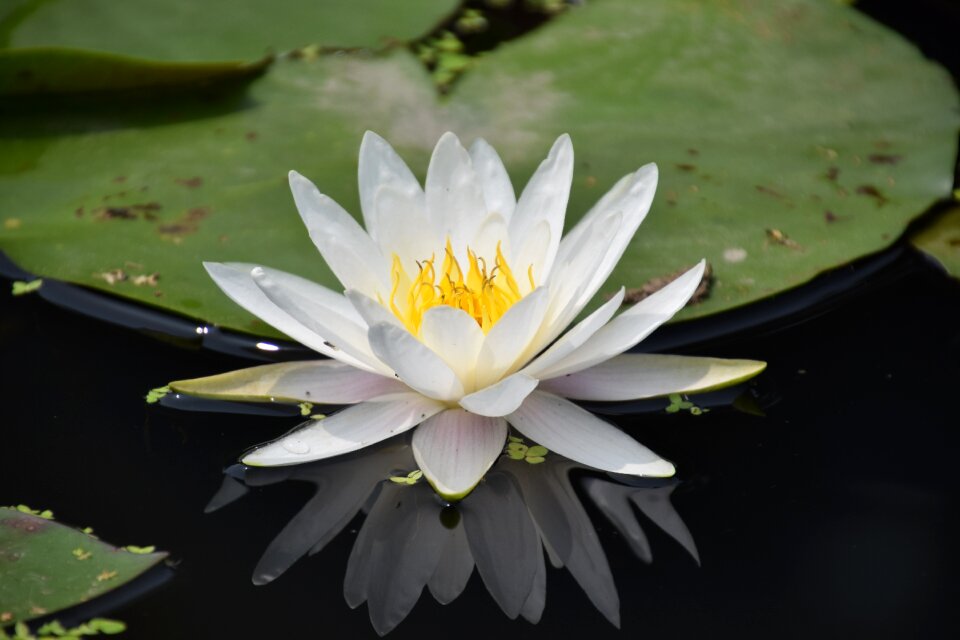 Pond summer white