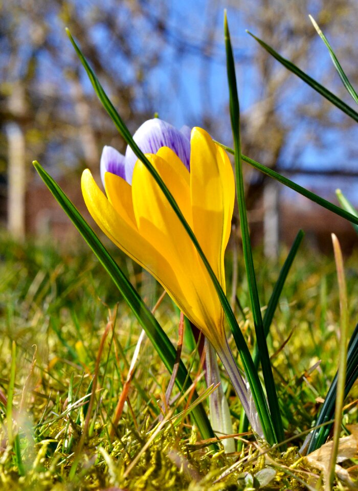 Crocus yellow violet