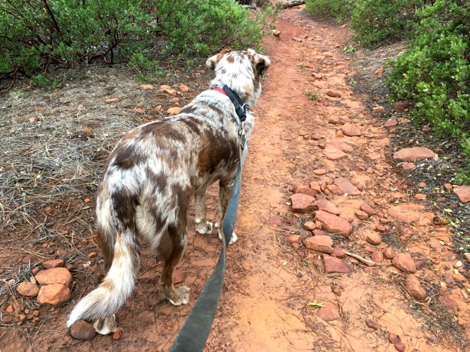 Scouting the Trail