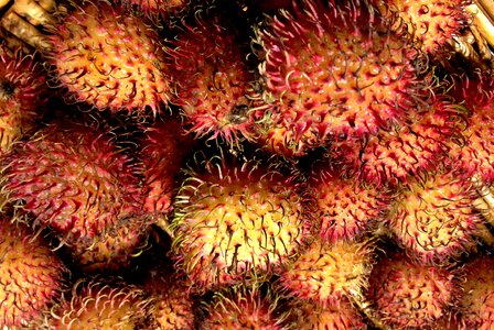 Fruit exotic fruits martinique