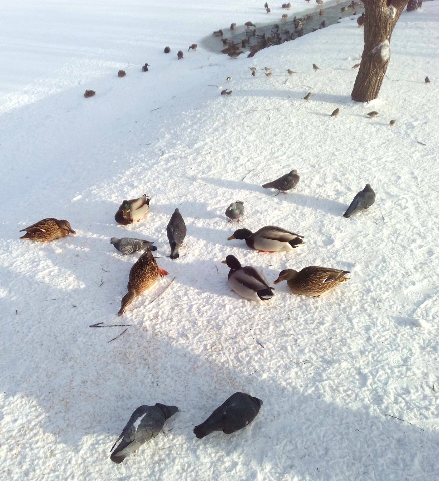 Ducks