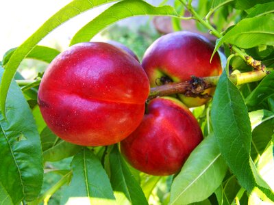 Red peach ripe fruit summer