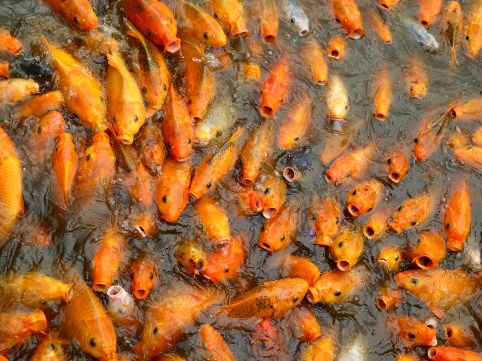 Orange asian pond