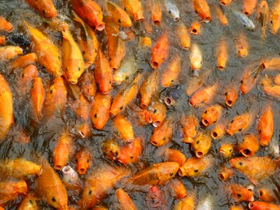 Orange asian pond photo