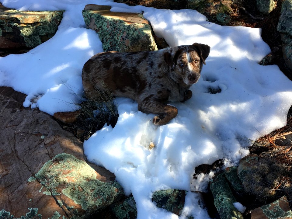 Cooling Off in the Last Bits of Snow