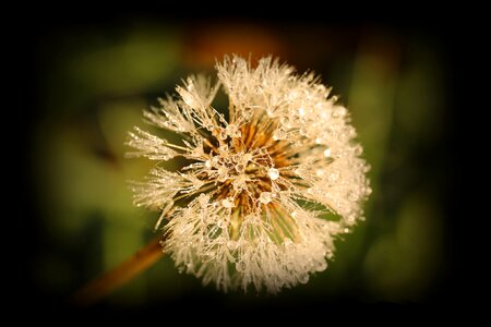 Nature plant close up
