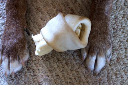 2017/365/218 I Got this Bone Thing photo