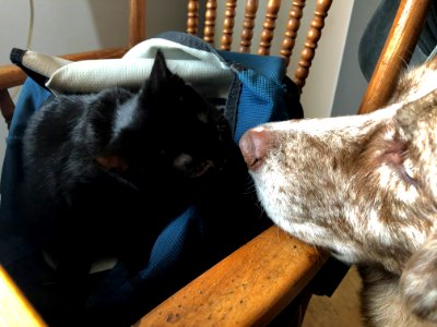 And Now, Cat Kisses Dog photo