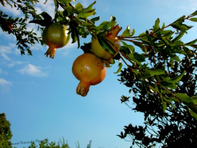 Frutto di Melograno Fotografato a San Felice del Benaco Brescia Lombardia Italia