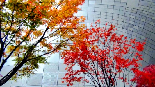 267-(2014-11-22)韓國首爾五天-第三天