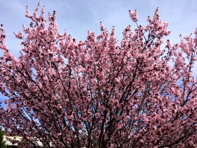 Pink Blossoms in Payson