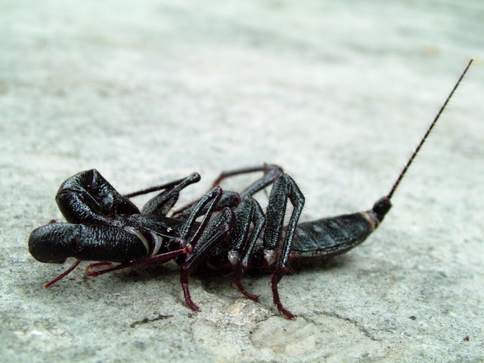 Insects insect nature