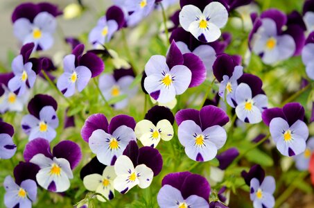 Blossom plant floral photo