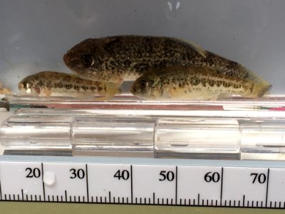 Comanche Springs Pupfish
