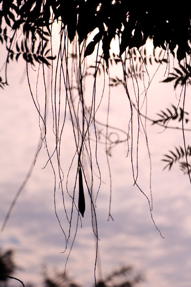 Branch sky eventide
