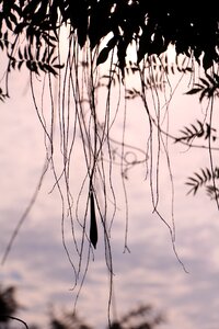 Branch sky eventide