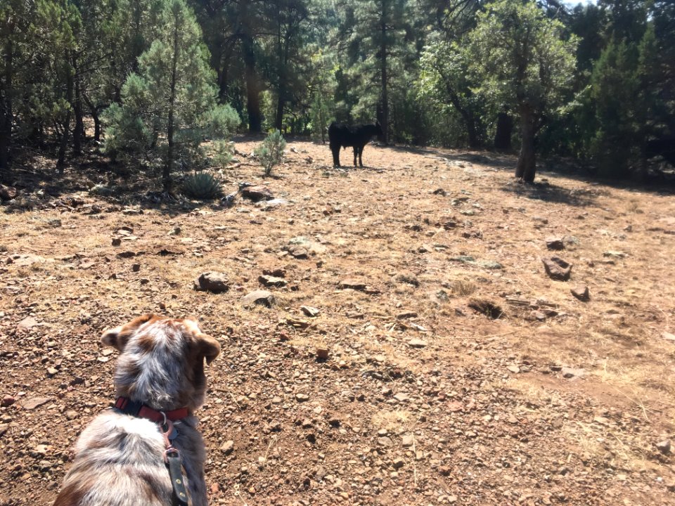 Dog Meets Not Dog