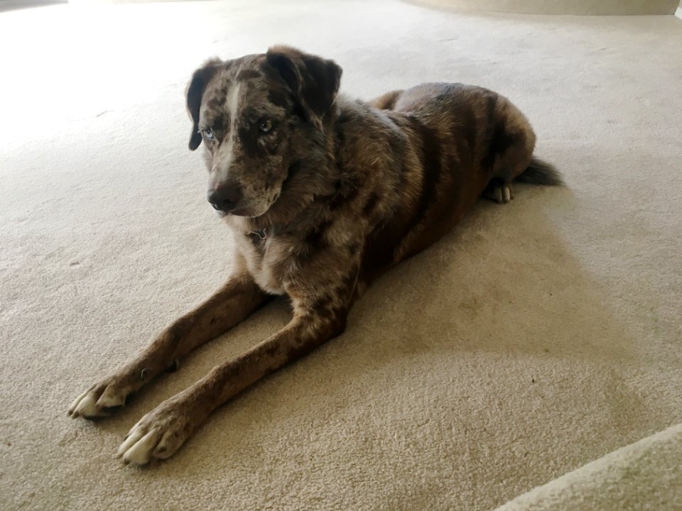 All This Carpet for Me?