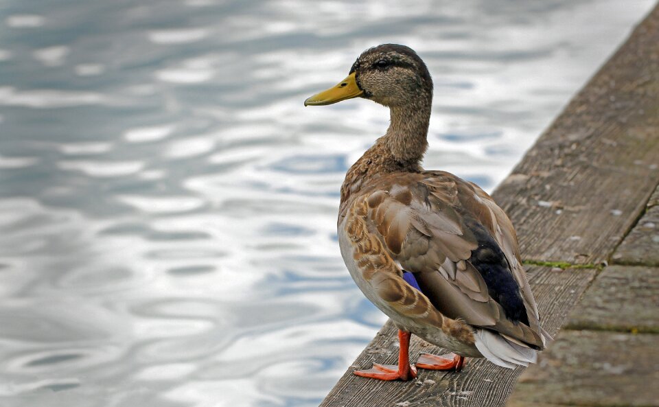 Water bird animal pond