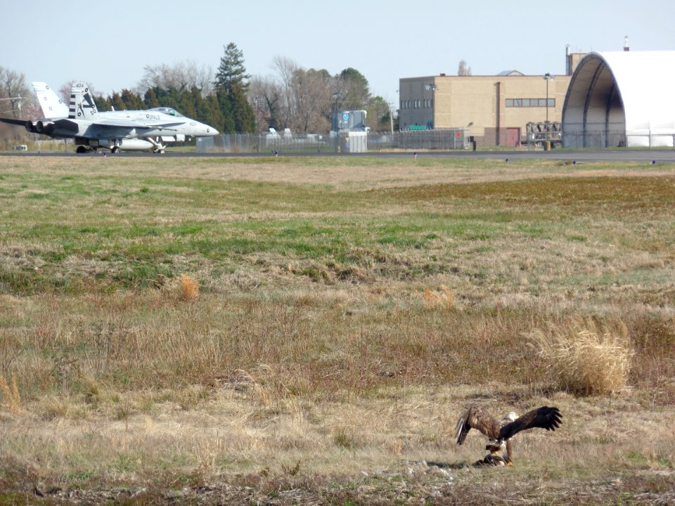 eagle and F18 USDA Grant Harter