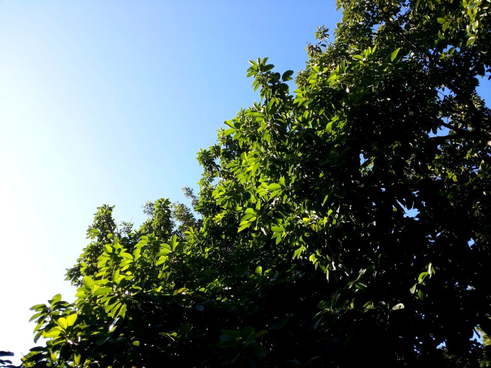 Foliage green environment