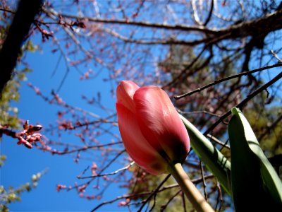 2009/365/87 Tulip 2 Sky