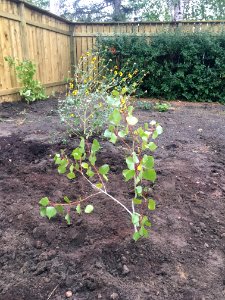 Transplanted Poplar #1