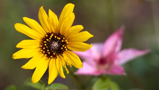 2019/365/222 Two For One Flowers photo