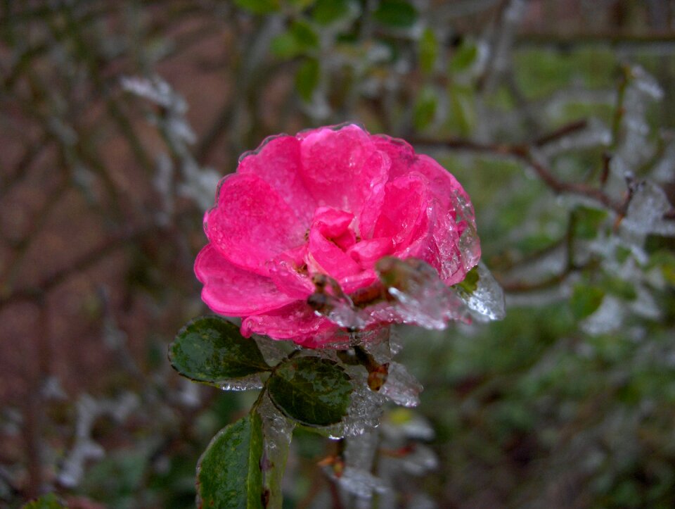 Pink frost winter