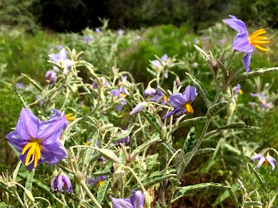 2017/365/223 Wildflowers in an abandoned lot