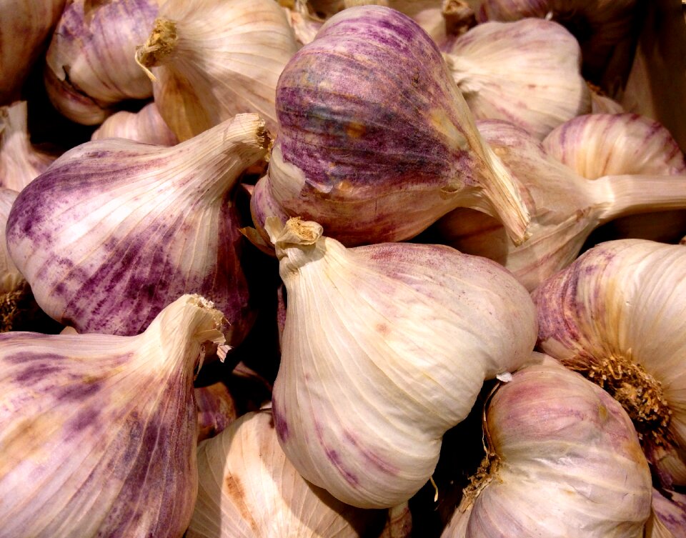 Violet head of garlic plant bulb