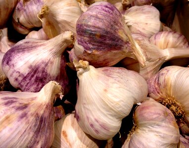 Violet head of garlic plant bulb photo