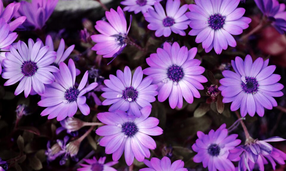 Nature blossom plant