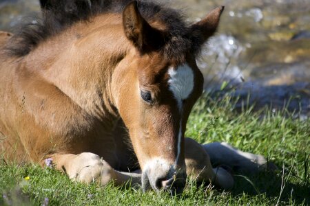 Ground equine grass