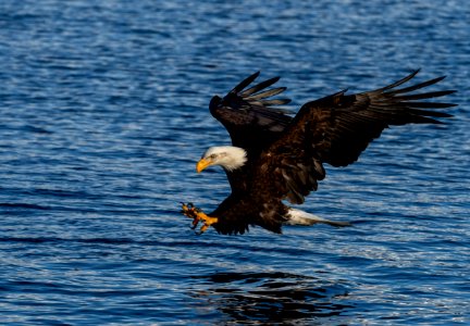 2020 Bald Eagles Going after Fish (44)