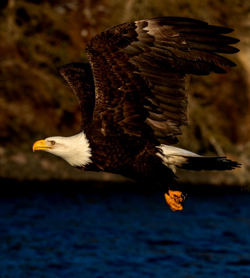 2020 Bald Eagles in Flight, vic Homer, Alaska (28)