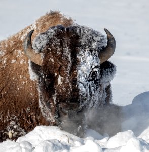 2019 Yellowstone -Bison (35)