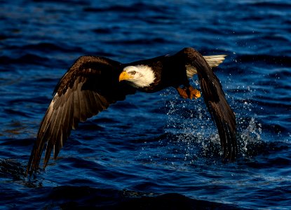 2020 Bald Eagles Going after Fish (8)