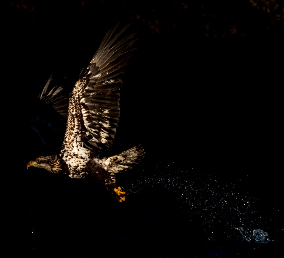 2020 Bald Eagles Going after Fish (39)