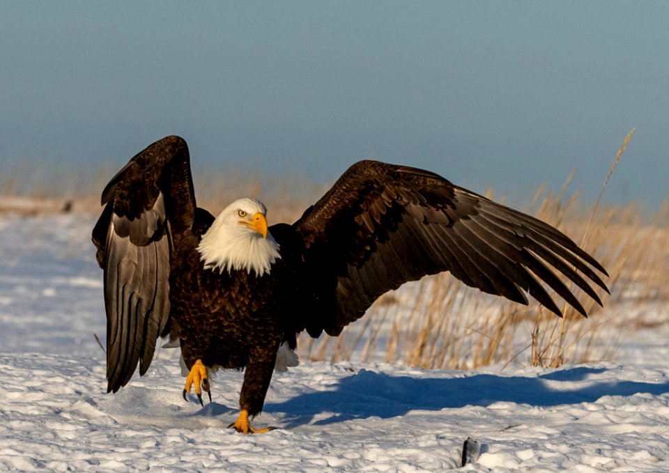 2020 Bald Eagle Portraits, vicinity Homer, Alaska (2)