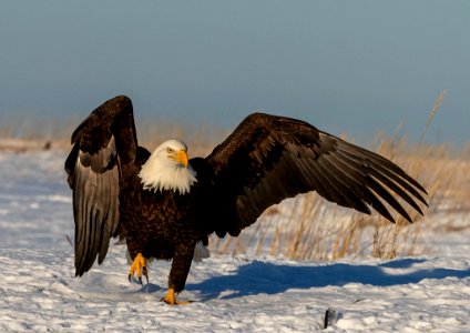 2020 Bald Eagle Portraits, vicinity Homer, Alaska (2)