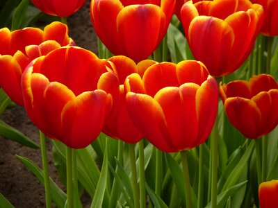 Blossom bloom plant