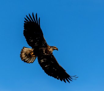 2020 Bald Eagles in and around Homer, Alaska (81)