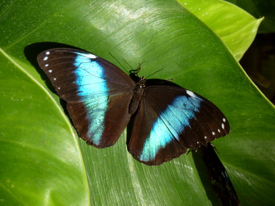 Insect tropical nature