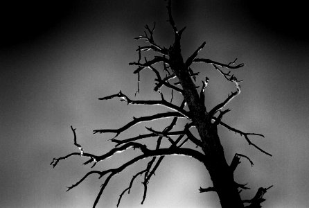 Ye Olde Spooky Tree photo