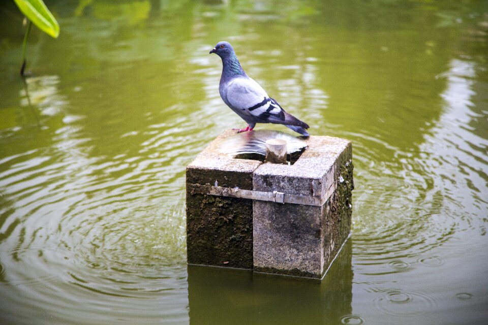 Pet water flow bird