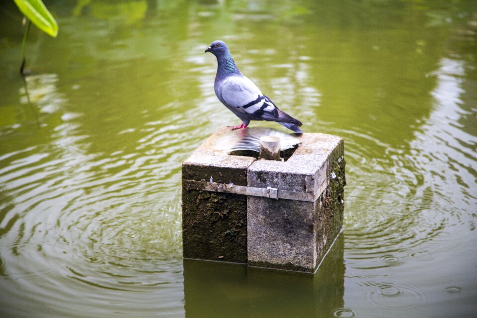 Pet water flow bird photo