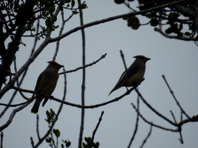 Two Of A kind