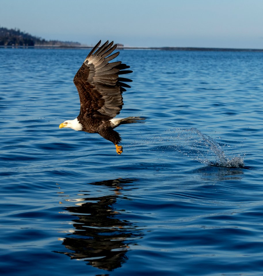 2020 Bald Eagles Going after Fish (21)